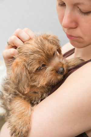 Girl holding a Norfolk Terrier puppyの写真素材