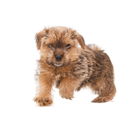 Little cute puppy Norfolk Terrier running full face isolated on white backgroundの写真素材
