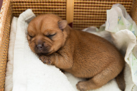 Newborn puppy is sleeping in a wicker basketの写真素材