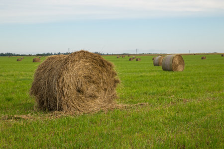 Beautiful rural landscape with rolls of hay in the fieldの写真素材