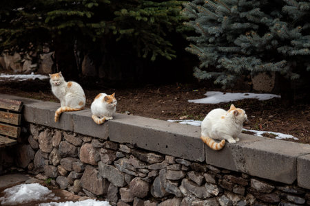 Family of ginger and white cats sit on a stone wall