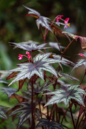 Ornamental foliage begonia with beautiful maple-like leaves and small pink flowersの写真素材