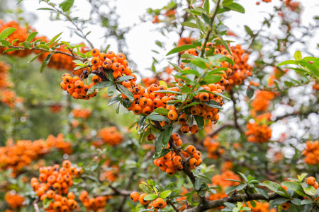 Pyracantha, decorative evergreen shrub with orange berriesの写真素材