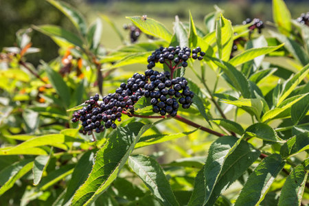 Ripe berries of elderberry, Sambucus ebulus, danewort