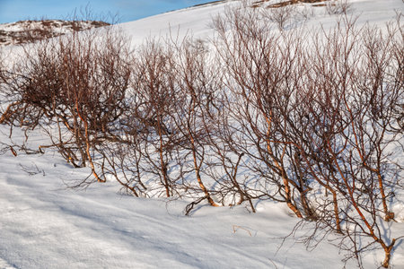 Dwarf birch thickets in the winter tundra. Kola Peninsulaの写真素材