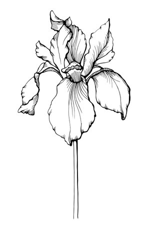 Vector Iris floral botanical flower. Wild spring leaf wildflower isolated. Black and white engraved ink art. Isolated iris illustration element.のイラスト素材