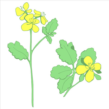 Hand drawn beautiful Calendula. Leanerのイラスト素材