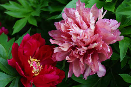 Beautiful and unusual blooming summer peonies with a wonderful aromaの写真素材
