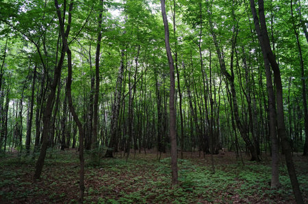 beautiful green forest in the morning, nature series. High quality photo