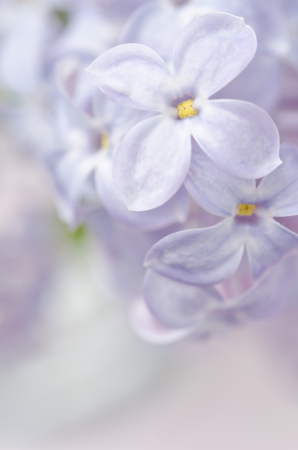 lilac flower の写真素材
