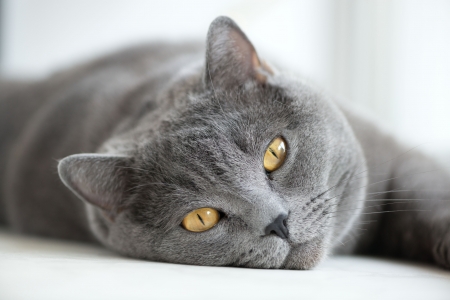 British gray cat lying on the window, closeup, horizontalの写真素材