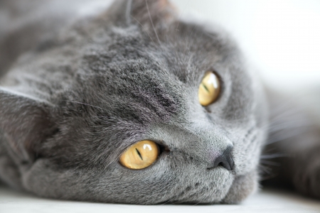 snout of gray british cat closeupの写真素材