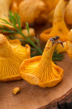 fresh forest chanterelle on a wooden background, vertical, close-upの写真素材