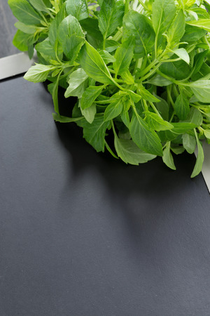 fresh green basil and black background for text, verticalの写真素材