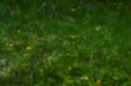 Natural green defocused bokeh backgroundの写真素材