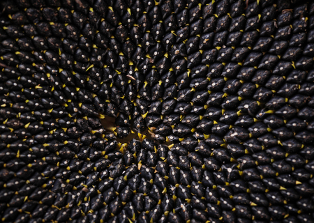 Ripe seeds in sunflower, close up, selective focusの写真素材