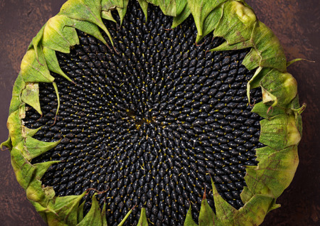 Sunflower with seeds. Top viewの写真素材