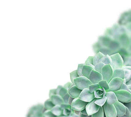 Frame of cactus succulent plant isolated on whiteの写真素材