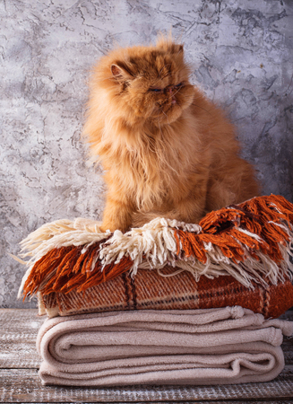 Red cat sitting on a stack of blanketsの写真素材