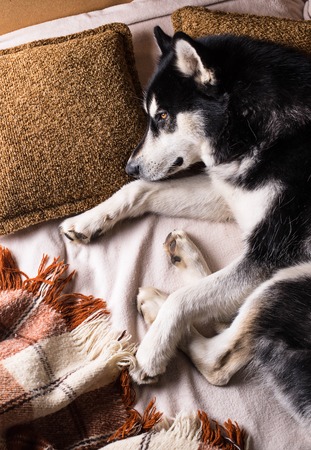 Cute dog sleeping on a bed under a plaid. Cozy home conceptの写真素材
