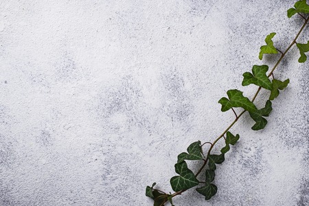 Green plant on light backgroundの写真素材