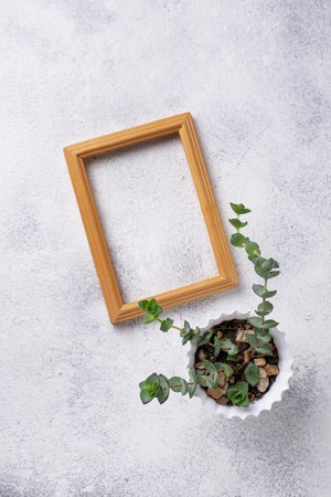 Wooden frame and plant on light backgroundの写真素材