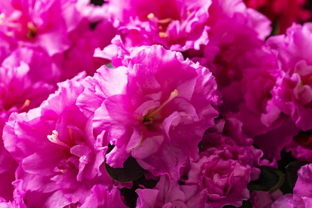Pink azalea flower on light backgroundの写真素材