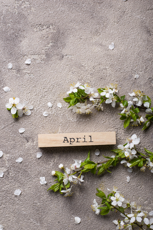 Cherry blossom on beige backgroundの写真素材