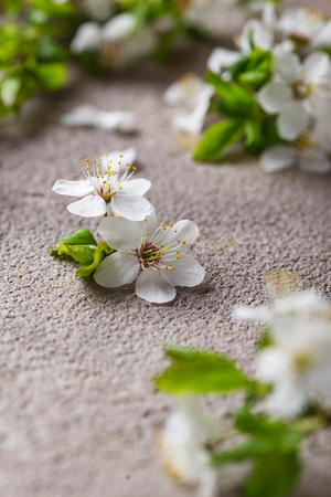 Cherry blossom on beige backgroundの写真素材