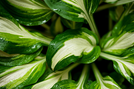 Floral background with green leavesの写真素材