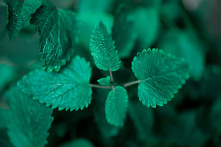 Blurred defocused  background with  leaves