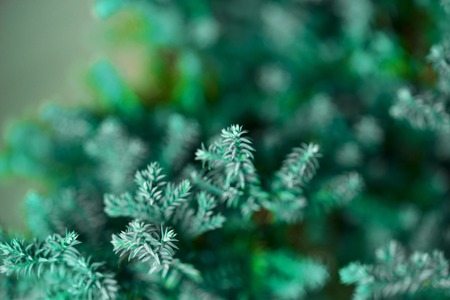 Blurred defocused  background with  leavesの写真素材