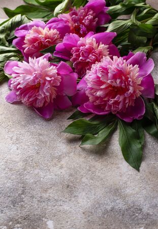 Pink peony flowers on light  background.の写真素材