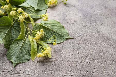 Flowers and leaves of linden treeの写真素材