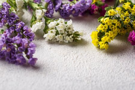 Colorful Limonium flower or Statice on white backgroundの写真素材