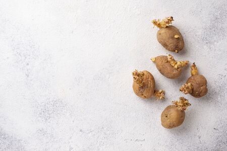 Sprouted organic potatoes on light backgroundの写真素材