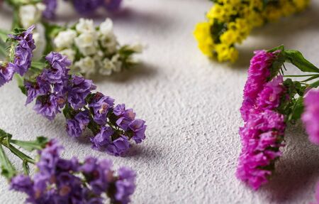 Colorful Limonium flower on white backgroundの写真素材