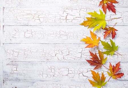 Autumn background with colorful maple leaves. Top viewの写真素材