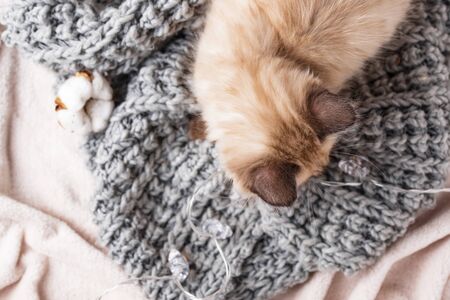 Little cute funny kitten lying on knitted plaidの写真素材