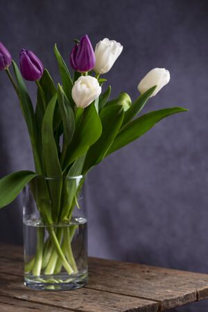 White and purple tulips on vaseの写真素材