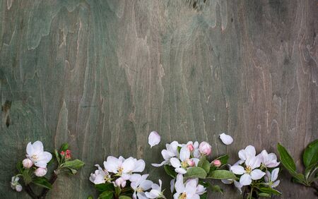 Blooming apple tree. Spring background on green wooden tableの写真素材