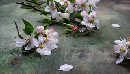 Blooming apple tree. Spring background on green wooden tableの写真素材