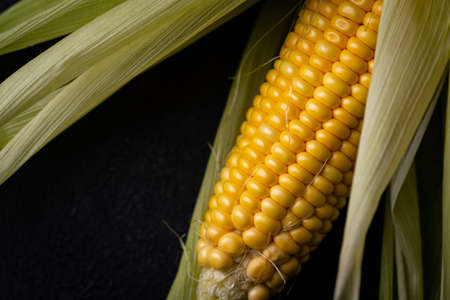Raw ripe corn. Dark styleの写真素材