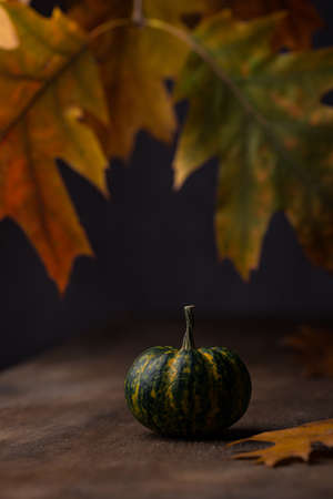 Various decorative pumpkins. Autumn conceptの写真素材