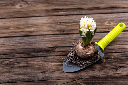 Spring gardening concept with blooming flowers