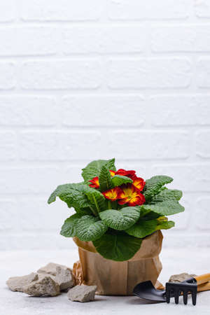 Spring gardening concept with blooming flowersの写真素材
