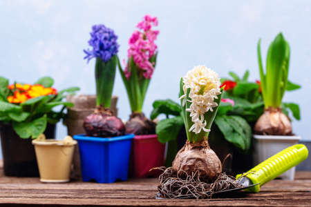 Spring gardening concept with blooming flowersの写真素材