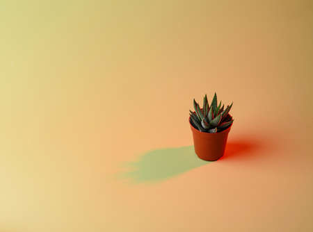 Plant in pot with double colorful shadows.の写真素材