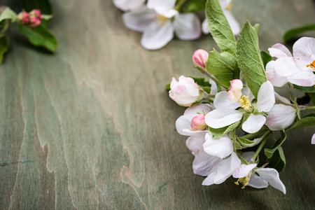 Blooming apple tree. Spring background