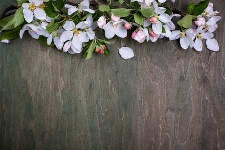 Blooming apple tree. Spring backgroundの写真素材